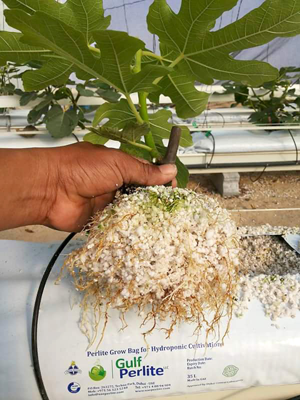 The Role of Perlite in Hydroponic Culture Perlite Institute