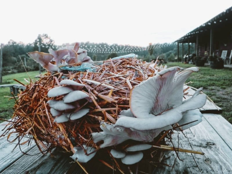 How to Grow Oyster Mushrooms Indoors Permacrafters