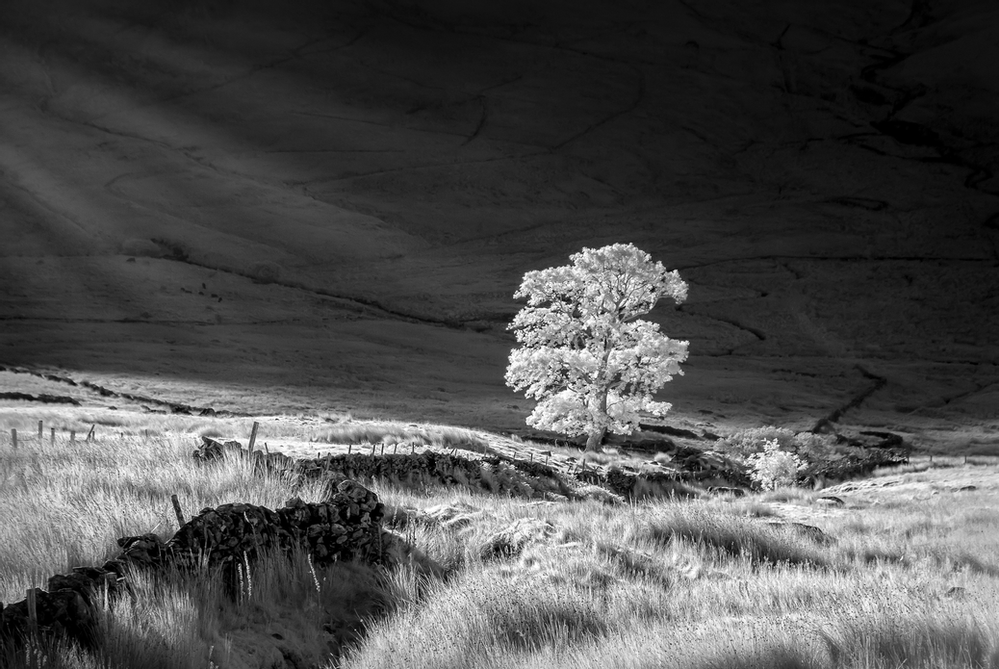 Infrared Photography The Steps to Achieving Seriously Stunning Results