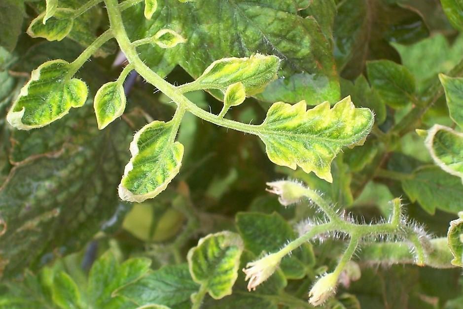 Culture de la tomate pourquoi les feuilles deviennent jaunes