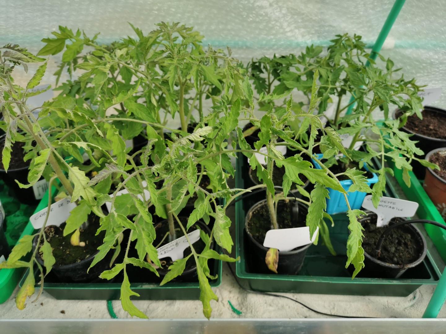 When to plant zucchini and tomatoes in the garden?