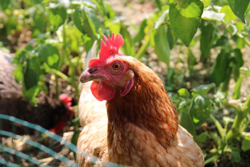 Poule qui couve comment aider votre poule à couver
