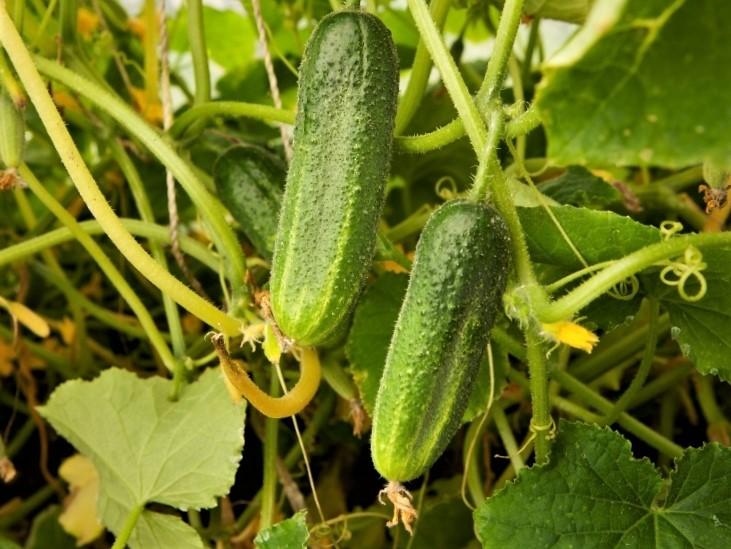 Quand planter les cornichons au potager