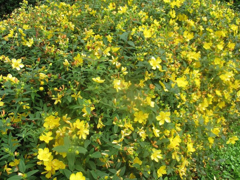 5 beautiful yellow flowering shrubs to beautify your garden!