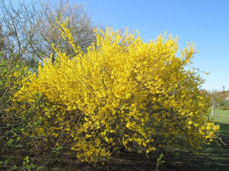5 beautiful yellow flowering shrubs to beautify your garden!