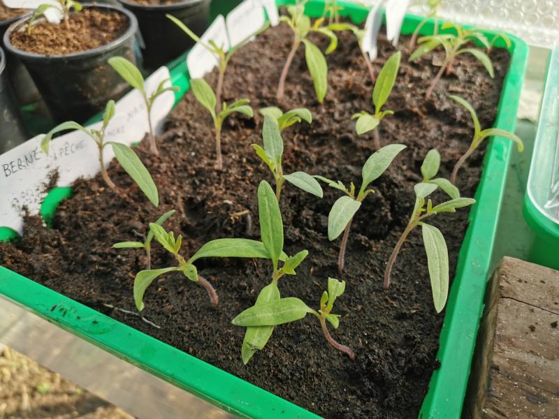 When to plant zucchini and tomatoes in the garden?