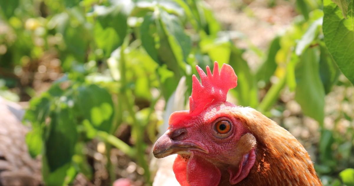 Poule qui couve comment aider votre poule à couver