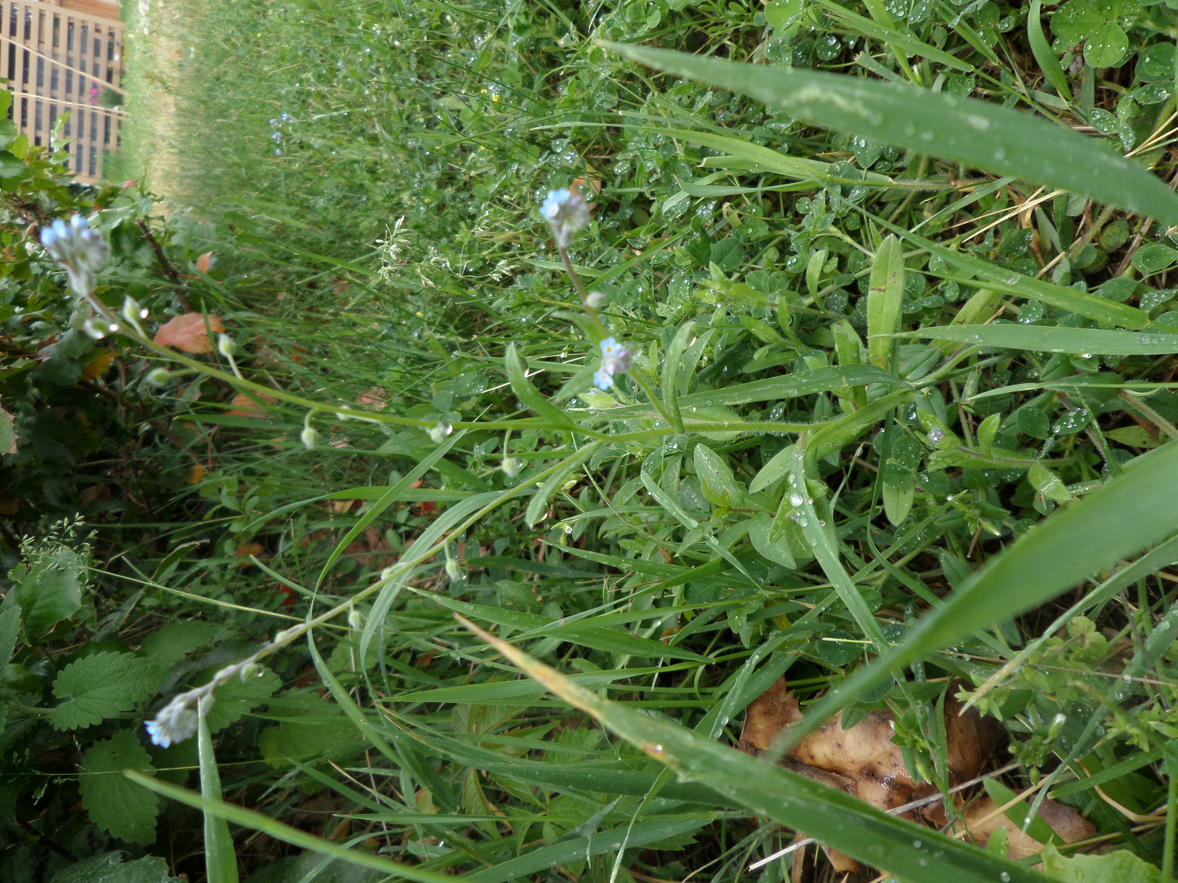 Growing Lentils (plants forum at permies)