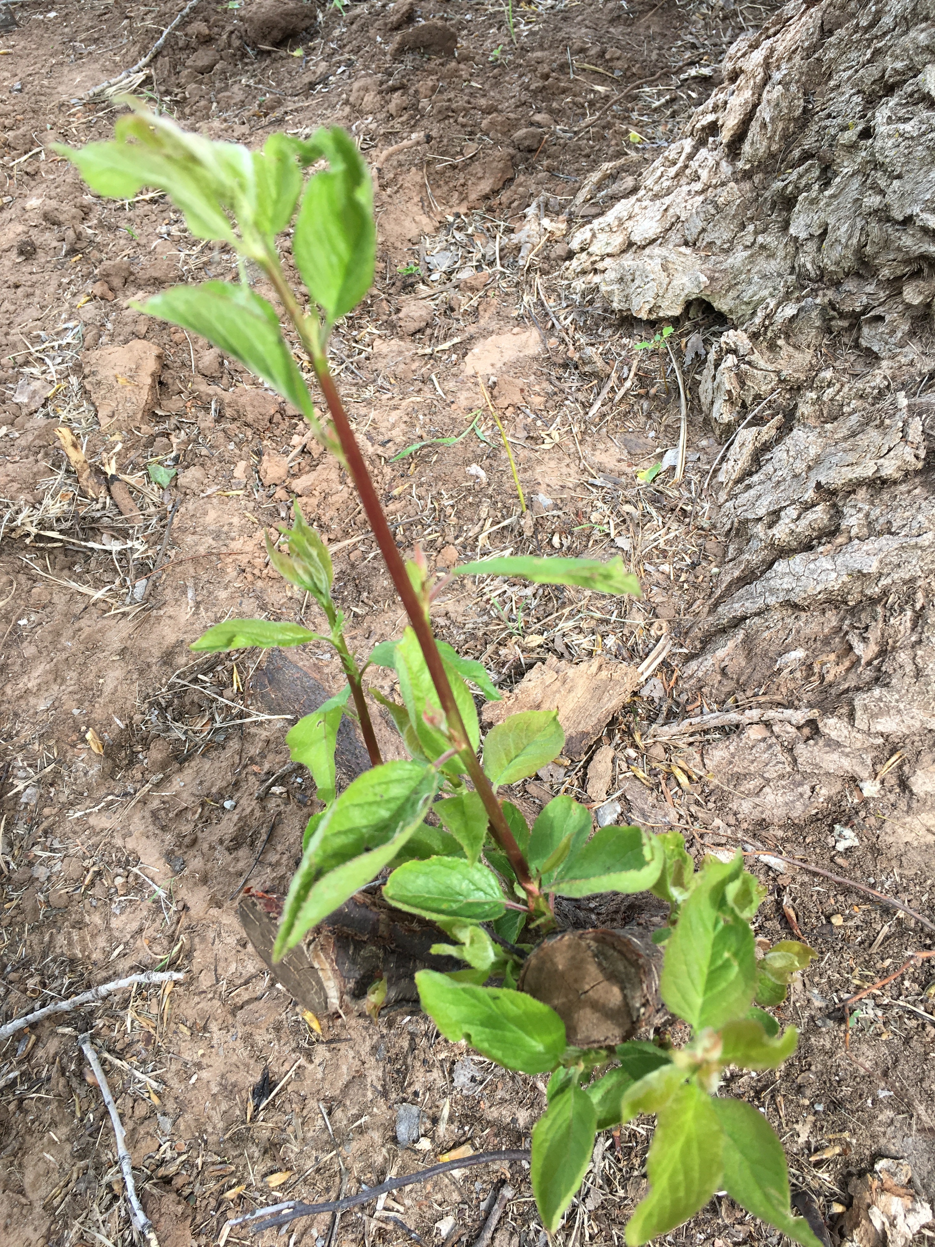Plant ID southwest Oklahoma (plants forum at permies)
