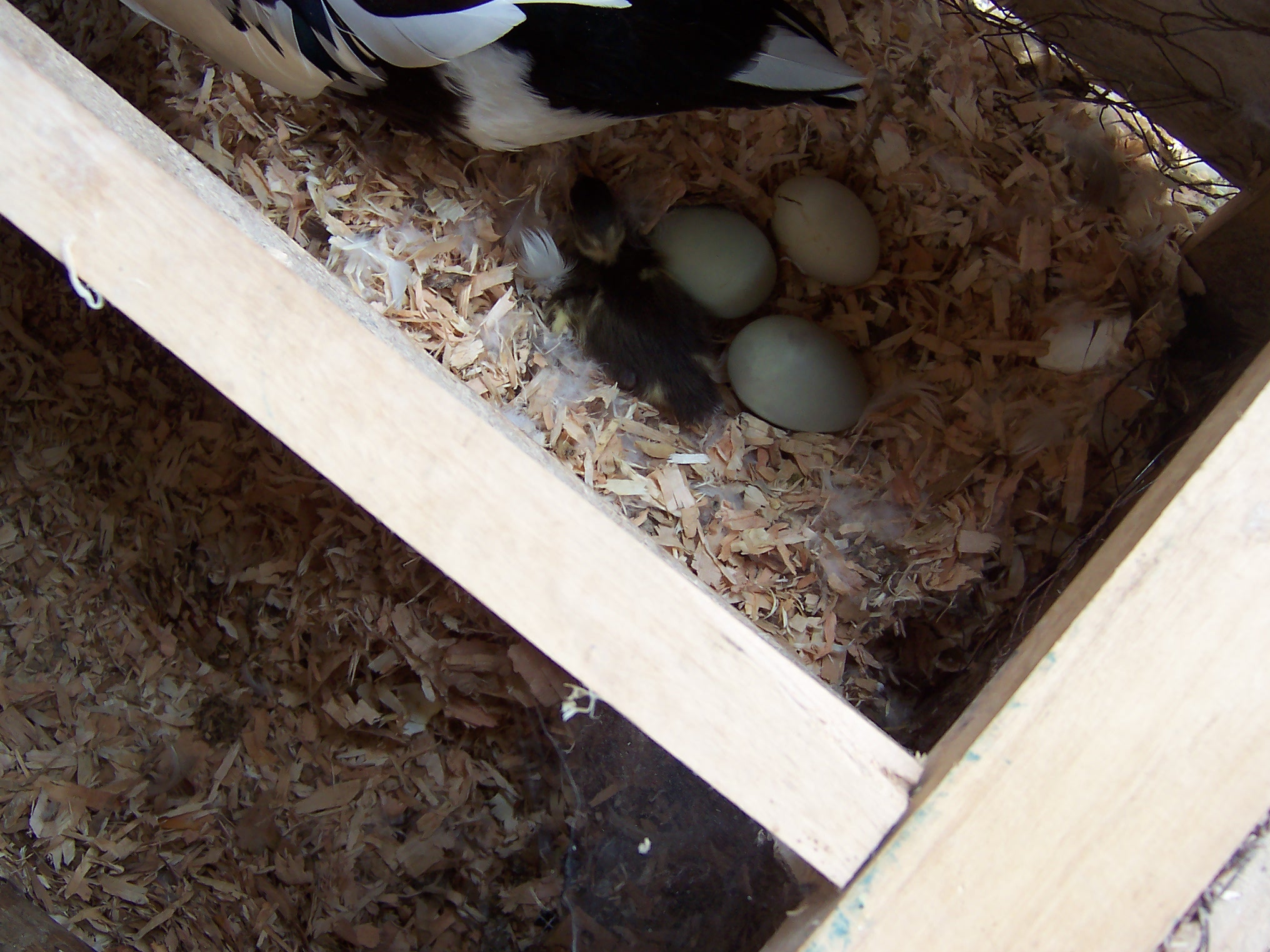 Ducklings still haven't hatchedit's been 31 dayswhat should I do