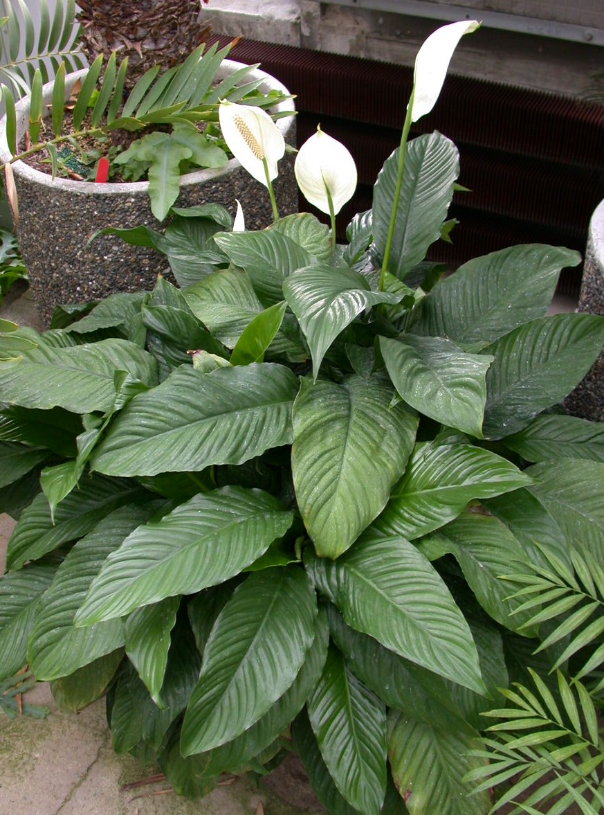 Peace Lily 'Mauna Loa' (Spathiphyllum)
