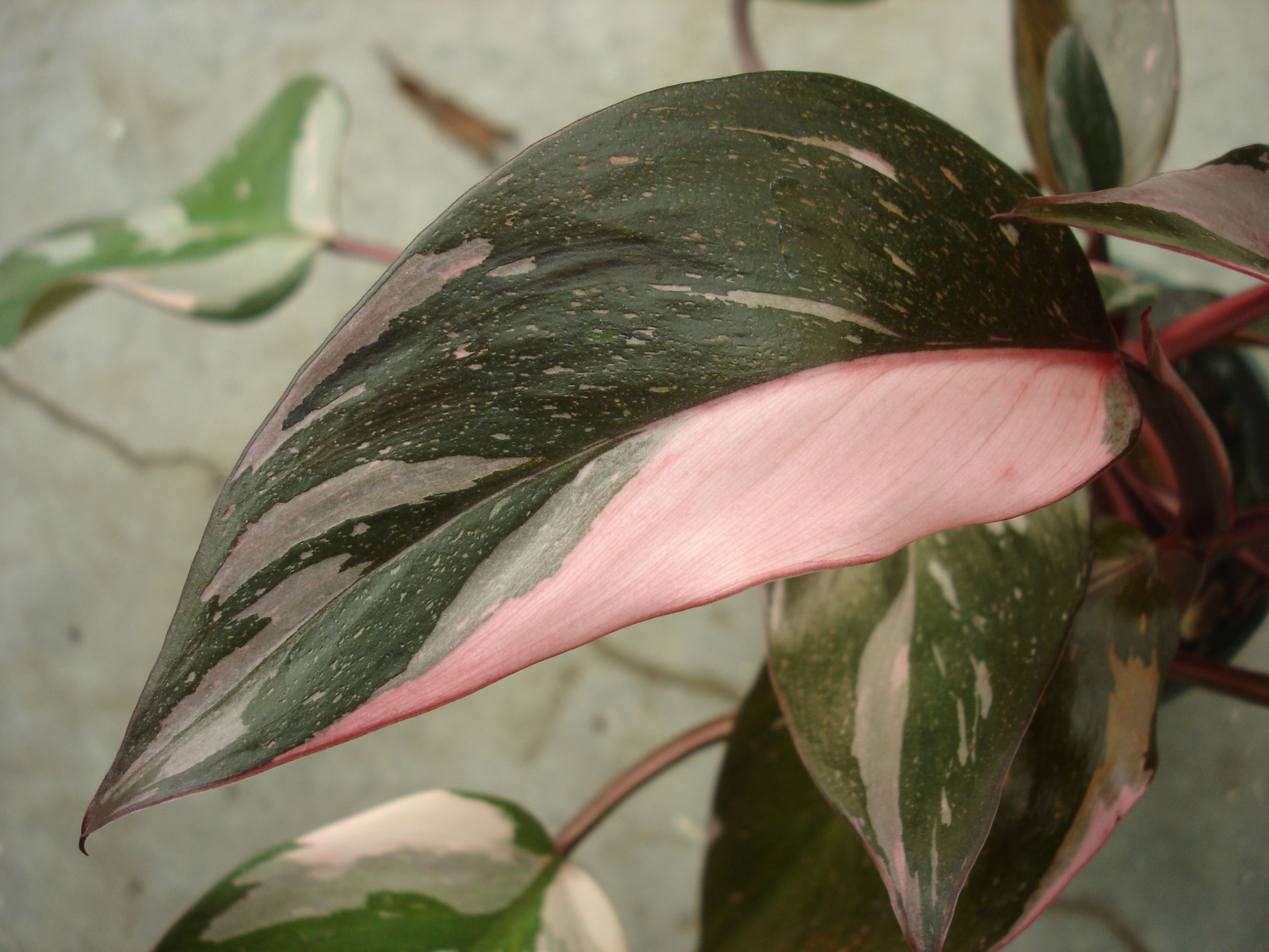 Philodendron 'Pink Princess' Buy it Now!
