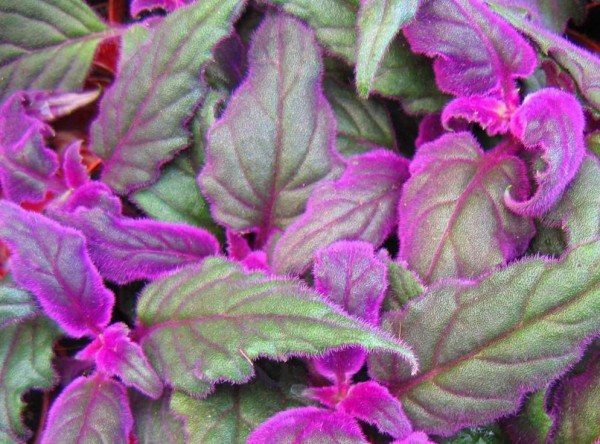 Purple Passion Vine (Gynura sarmentosa) Buy it Now!