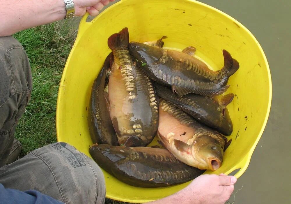 Fishing Holidays In Cornwall Carp And Coarse Fishing