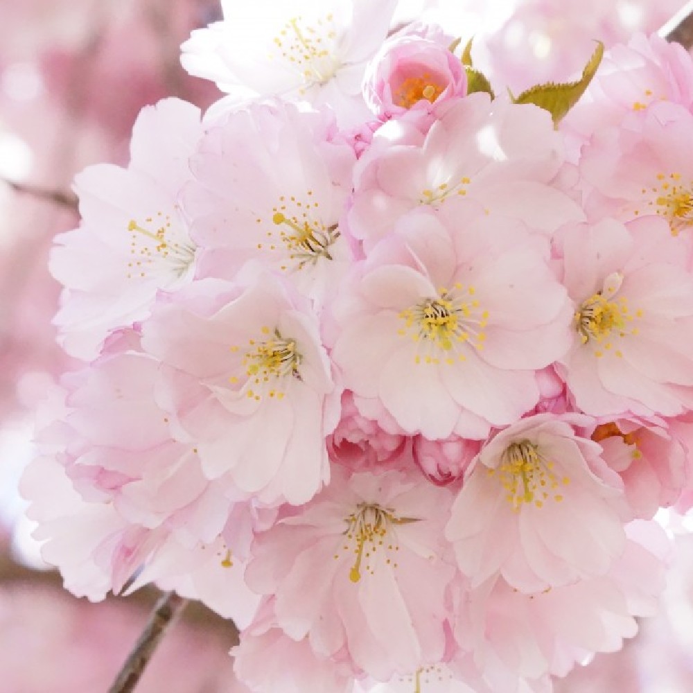 Tree Nursery Central Massachusetts MA Perreault Nursery Bower & Branch