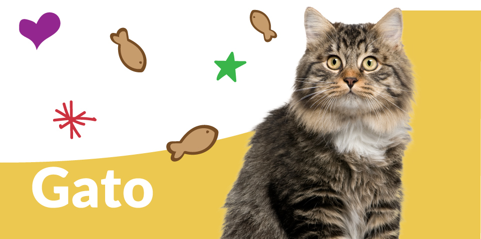 Productos para gato