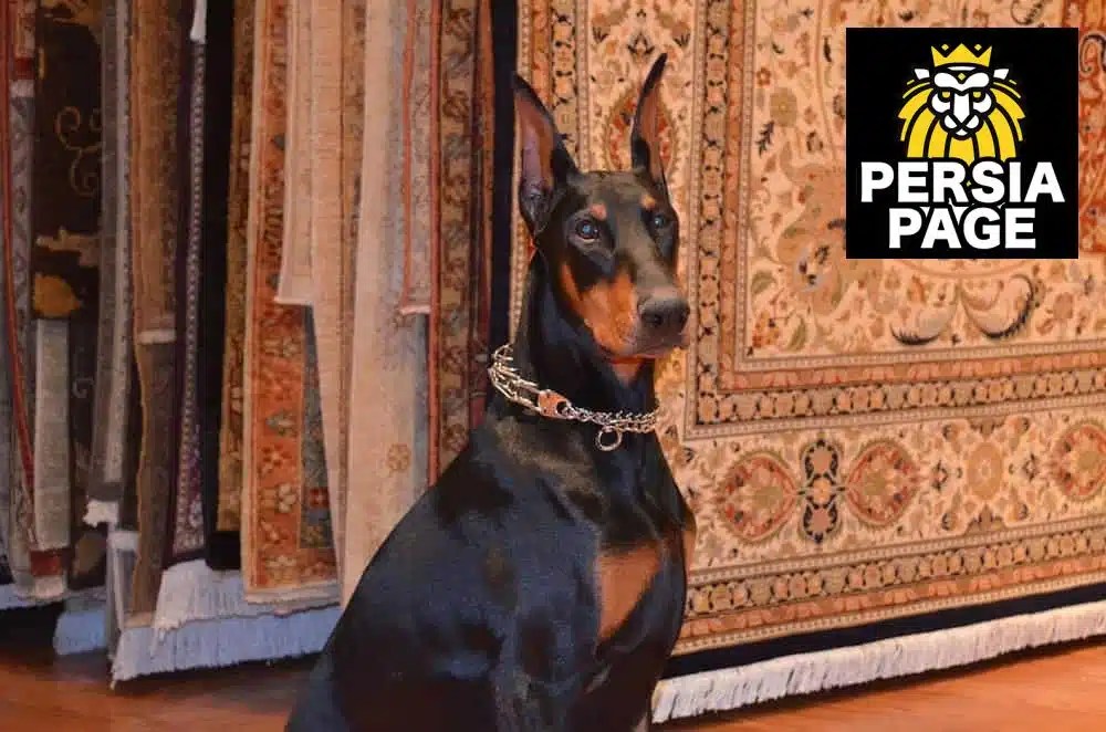 Serapi Rug Gallery Iranian rugs in Los Gatos, CA and Surrounding Area