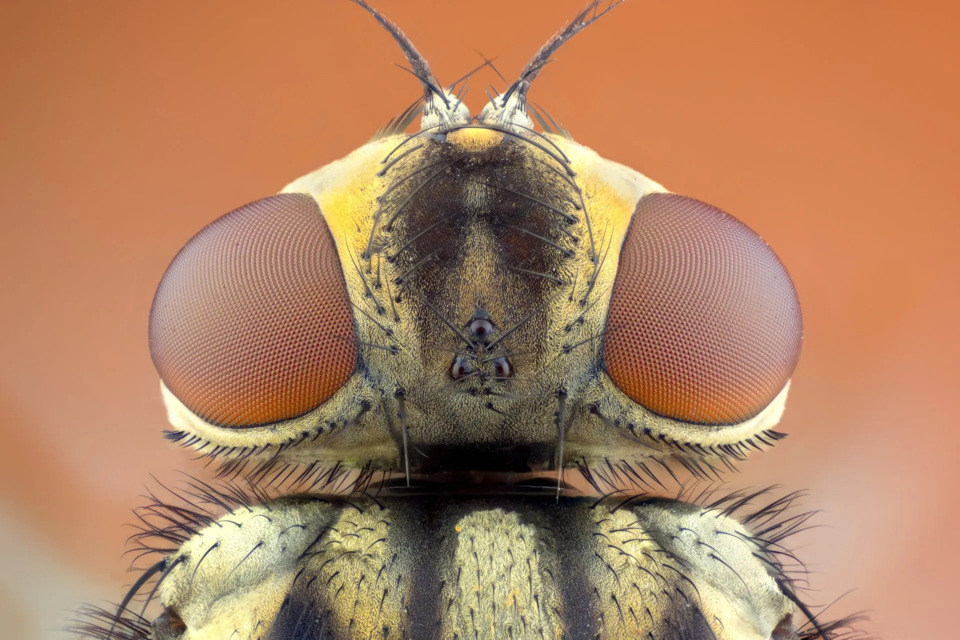 Twice bitten by Stable Fly • Perth NRM
