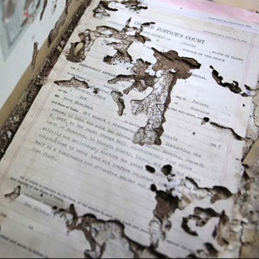 Silverfish damage to pages and covers of books is not Perth