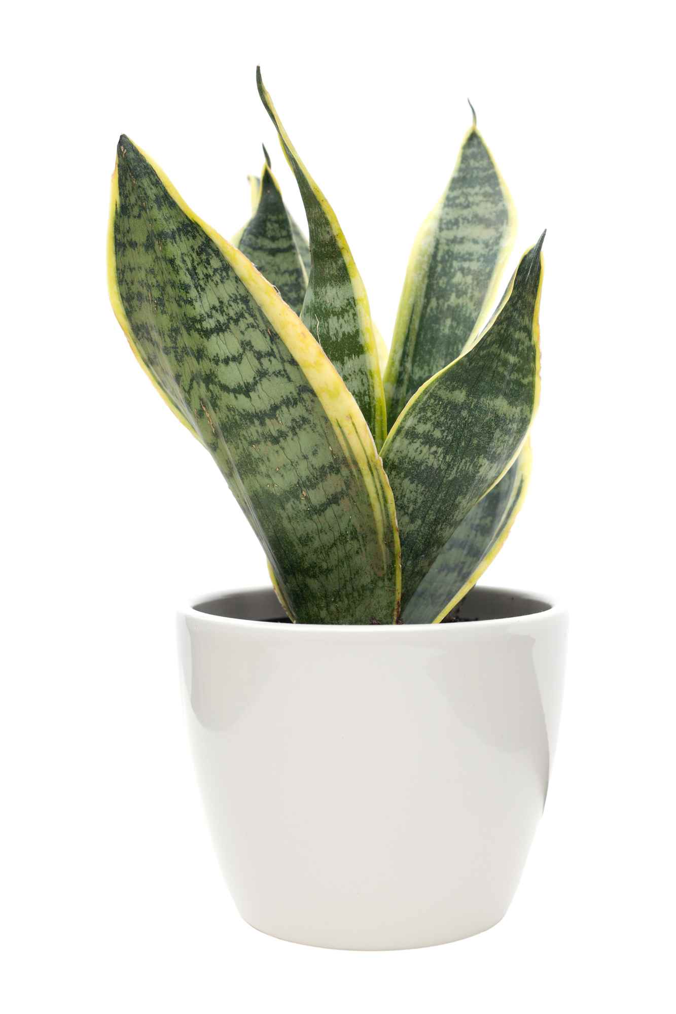Indoor Plants Perth A Simple Buying and Care Guide PWD