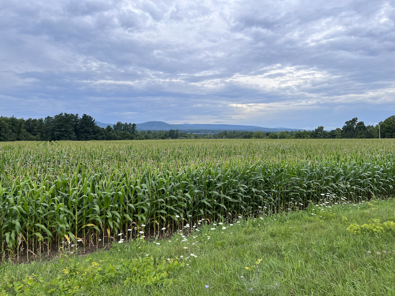 DiNapoli Despite Challenges, Agriculture Among the Most Resilient