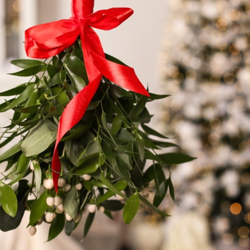 Las dulces costumbres en torno a una planta venenosa –