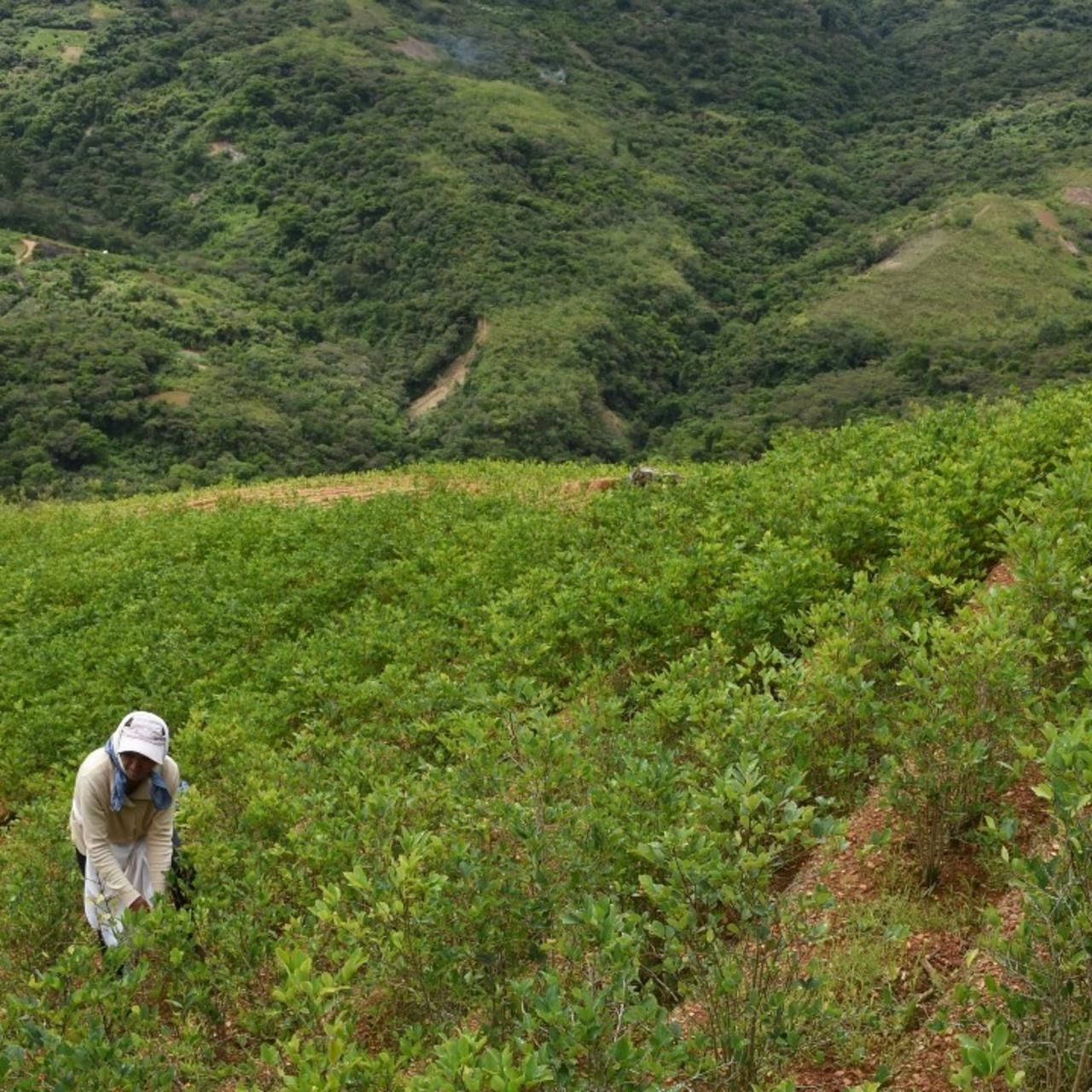 coca Raymi la hoja sagrada de la coca Inti Expediciones Perú