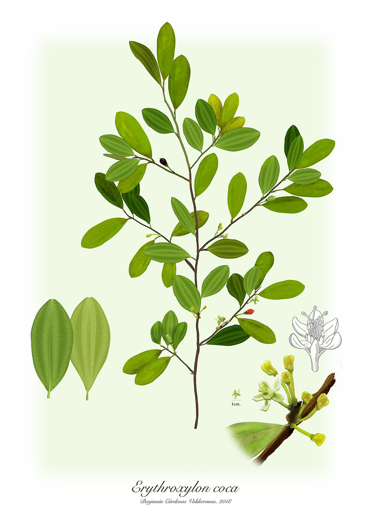 coca Raymi la hoja sagrada de la coca Inti Expediciones Perú