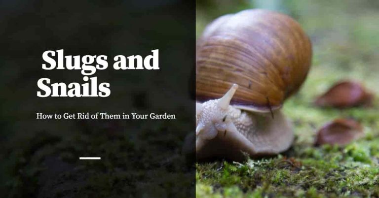 How to Get Rid of Slugs and Snails in Your Garden Pest Control Products
