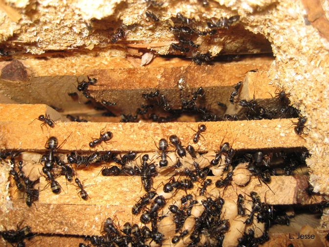 Carpenter Ant Nests