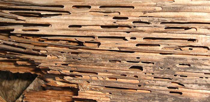 Carpenter Ant Damage in the Home How to Find Detect it