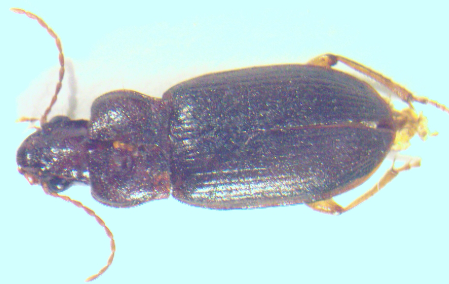 Ground Beetles in House Pest Control