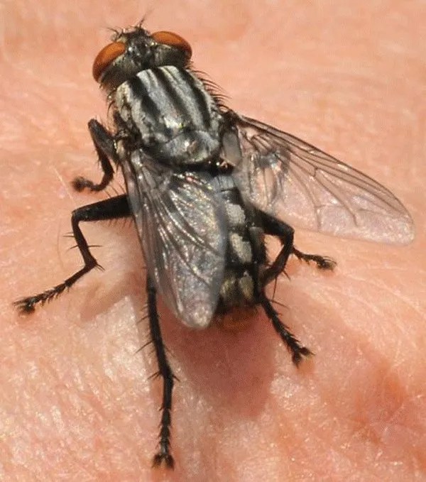 Flesh Flies what are they?