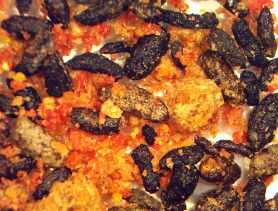 Identify Rodent Droppings Mice vs Rats