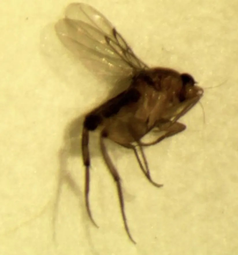 What Are Phorid Flies? (aka Humpback or Scuttle Fly)
