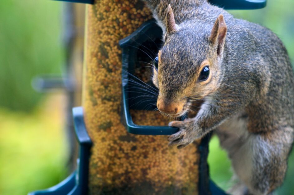 Invasive Squirrels in Oregon The Dangerous Cost of Squirrel Feeding
