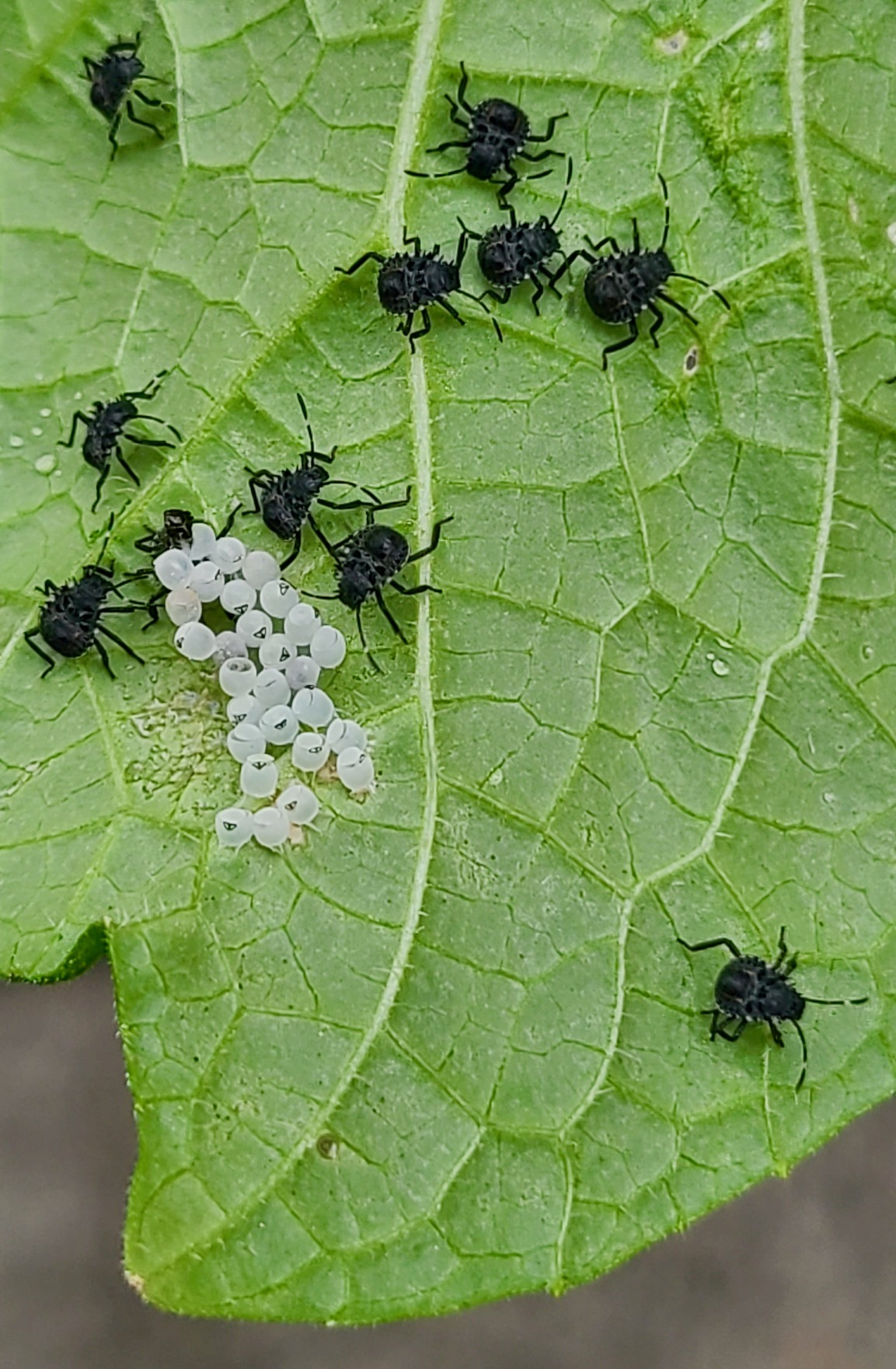 How to Get Rid of Stink Bugs With Essential Oils — Pest & Pollinator