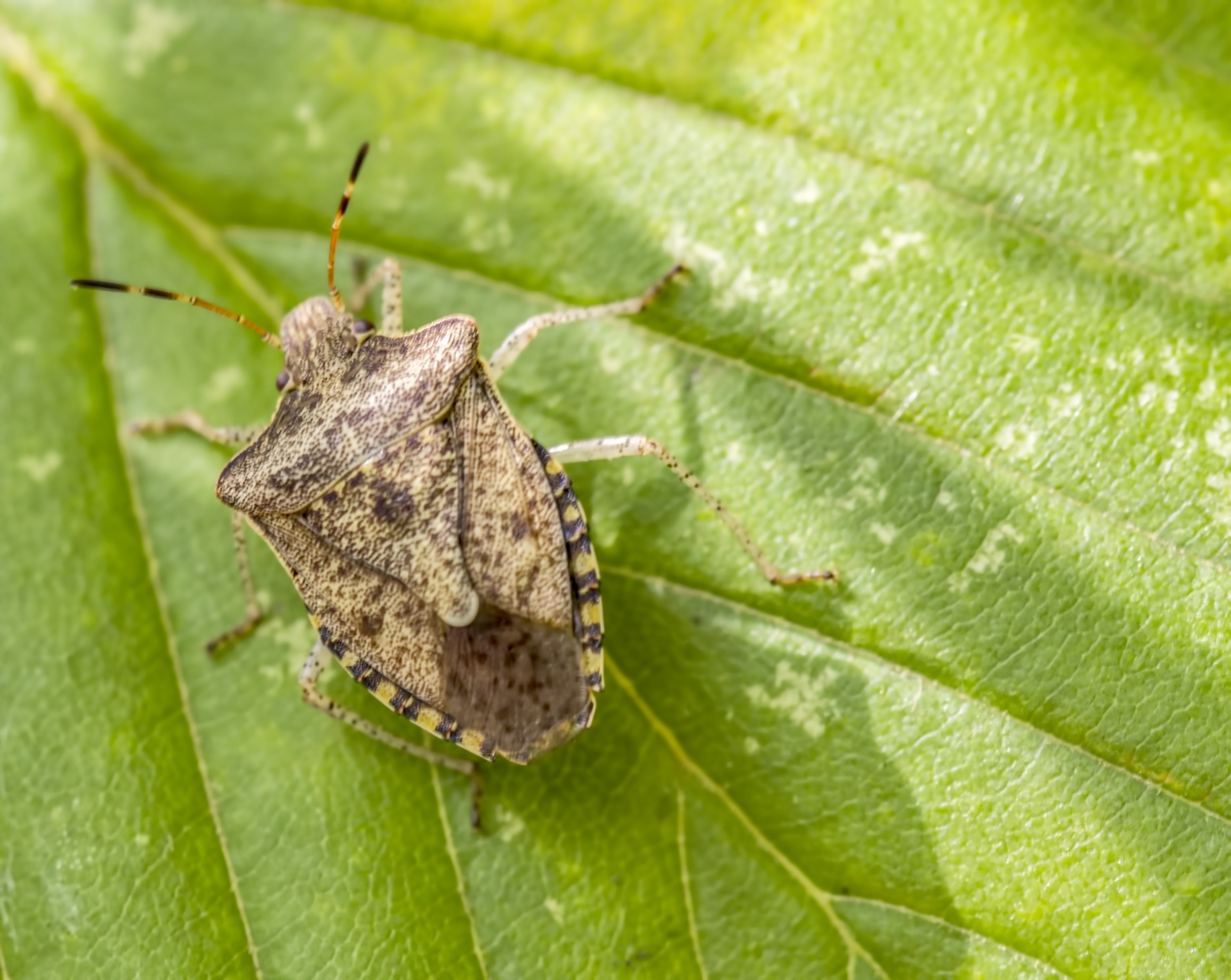 How to Get Rid of Stink Bugs With Essential Oils — Pest & Pollinator