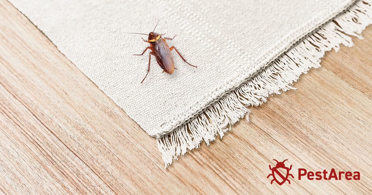Can Cockroaches Live in Carpets? (2023) PestArea