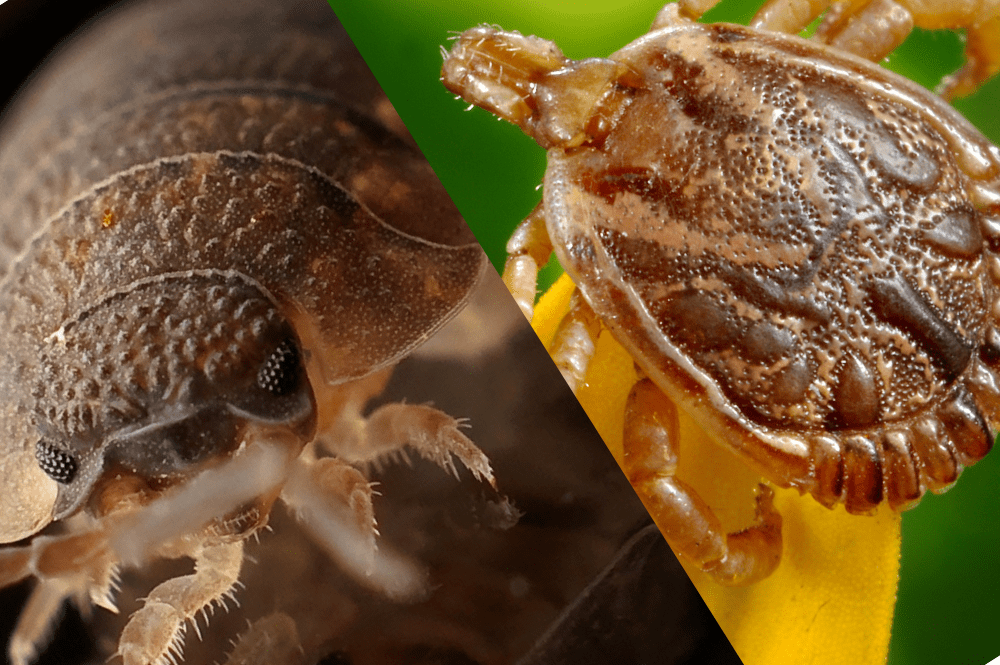 Bed Bug VS Tick Bite What's The Difference? Pest Brigade