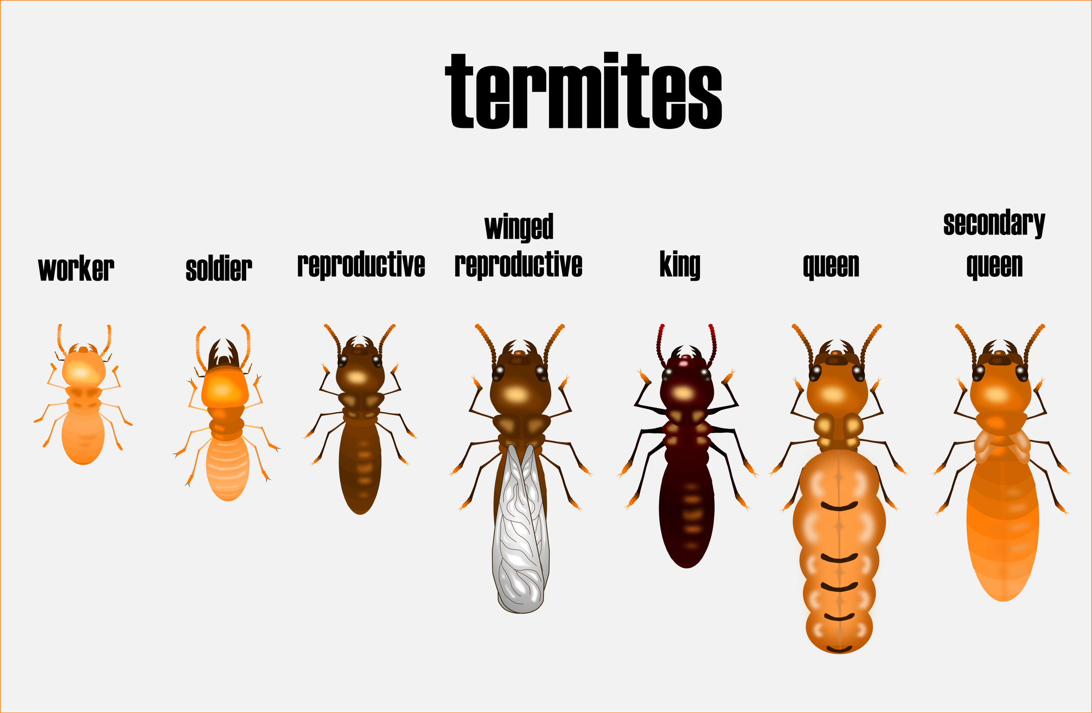 Termite Control In Temple Hills MD Pest Chase Termite and Pest Control