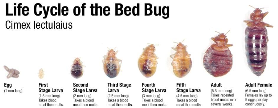 How Much Does Bed Bug Extermination Cost?