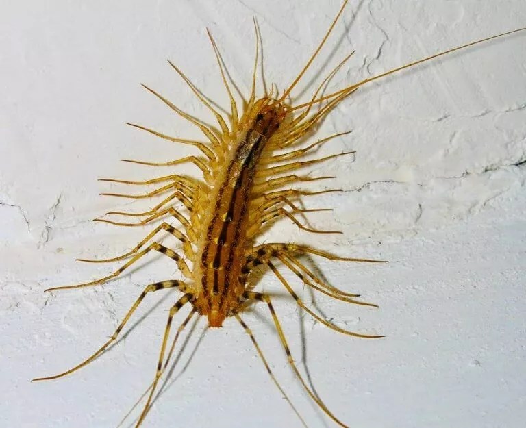 Pittsburgh Centipede Control 5 Key Tips For Homeowners