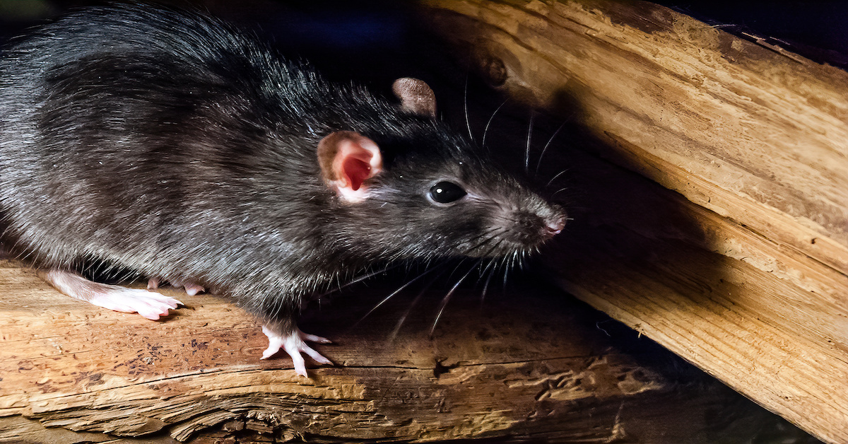 5 Reasons Rats Are Attracted to Your Home Anteater Exterminating Inc.