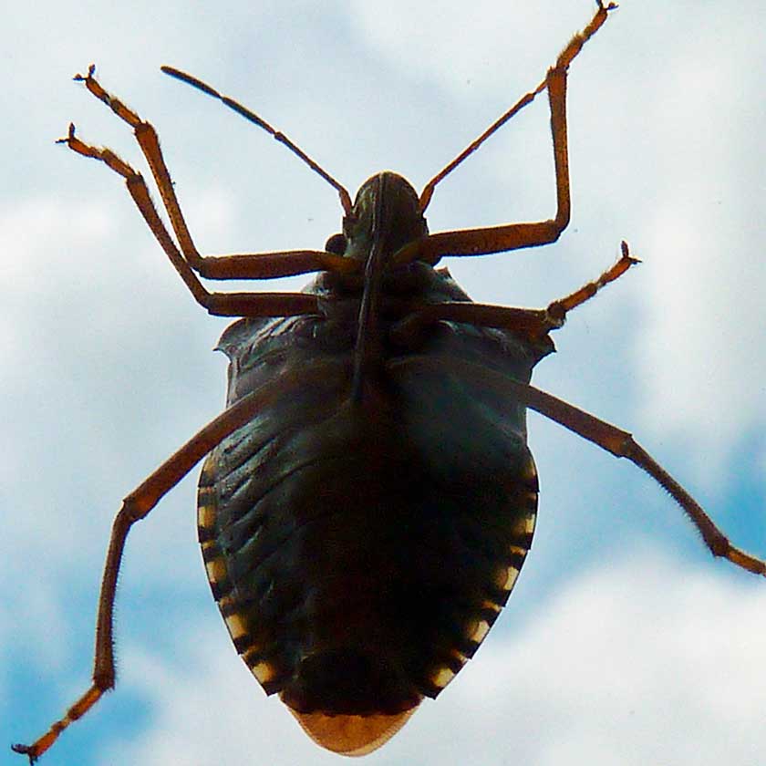 7 Best Ways to Get Rid of Stink Bugs in 2020 Pro Guide