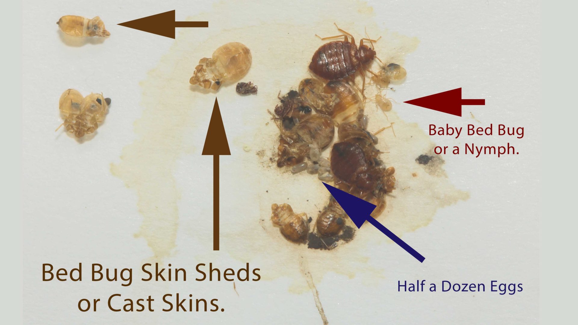 Bed Bug Casings, Shells and Skin Everything you Need to Know Pest