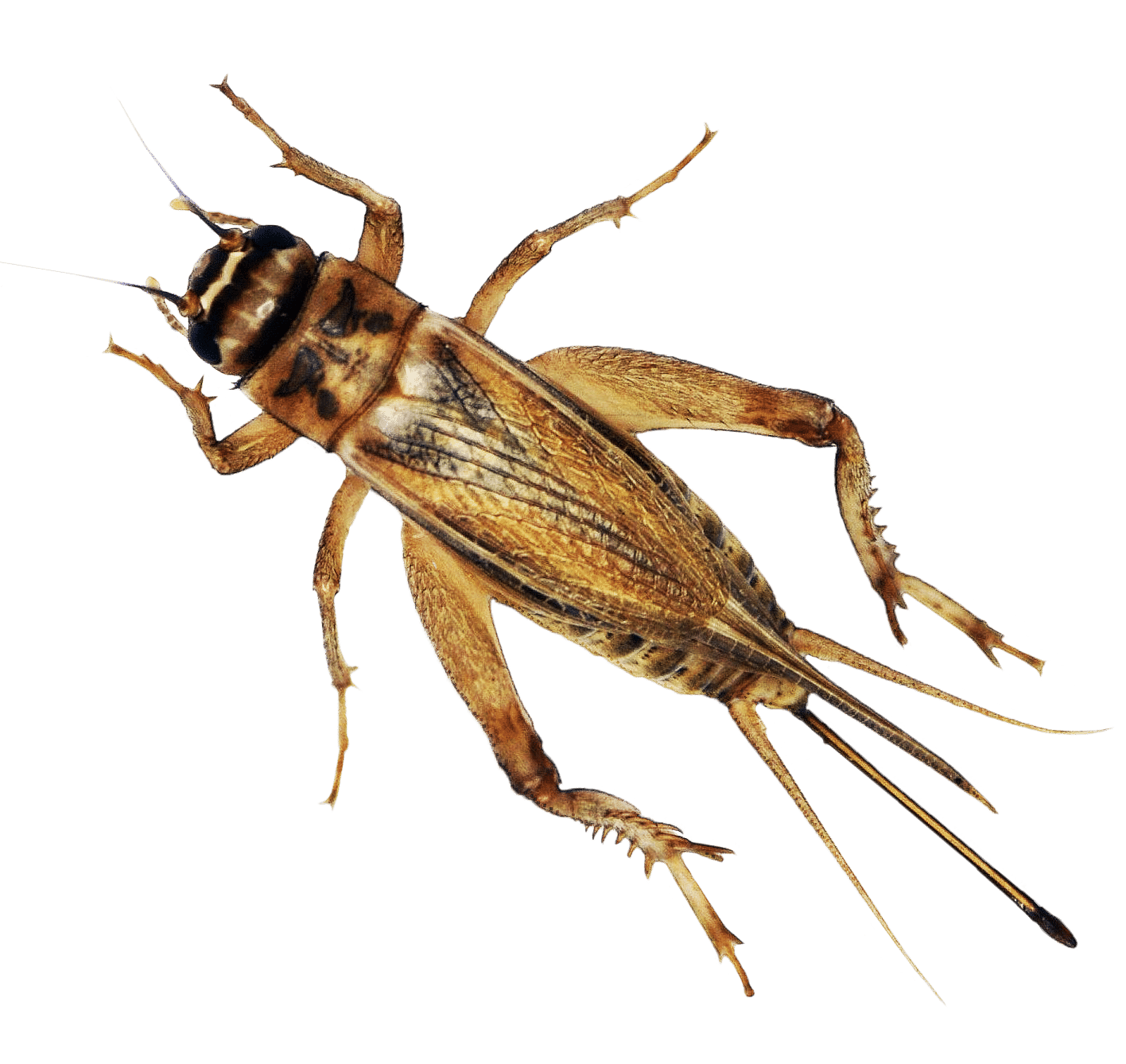 Gilbert, AZ Pest Control Phoenix, AZ Pest Exterminator Pest Control