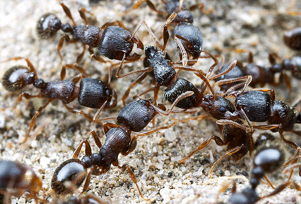 Ant Exterminator Toronto Ant Control Services in Toronto
