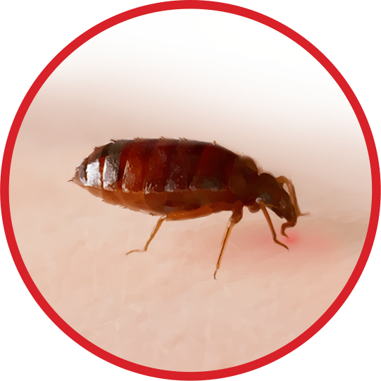 Bed Bugs 101 Prevention And Monitoring