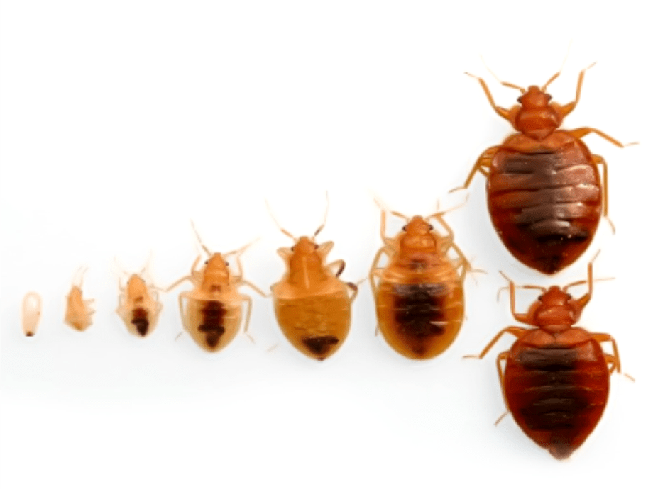 Bed Bugs 101 Prevention And Monitoring